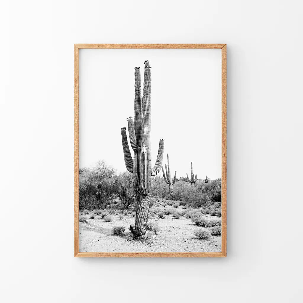 Schwarz-Weiß-Saguaro-Kaktus-Poster. Arizona Wüste Natur