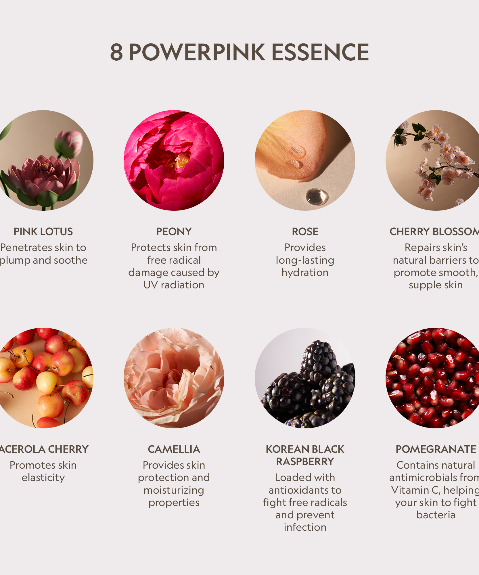 Pink Lotus Peptide Renewal Face Cream