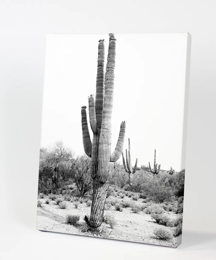 Schwarz-Weiß-Saguaro-Kaktus-Poster. Arizona Wüste Natur