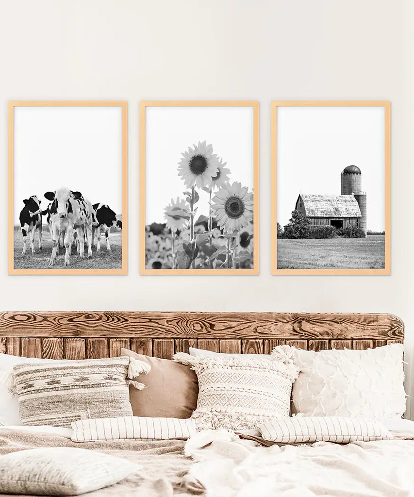 Rustic Black White Wall Art Set. Cows, Sunflowers, Old Barn