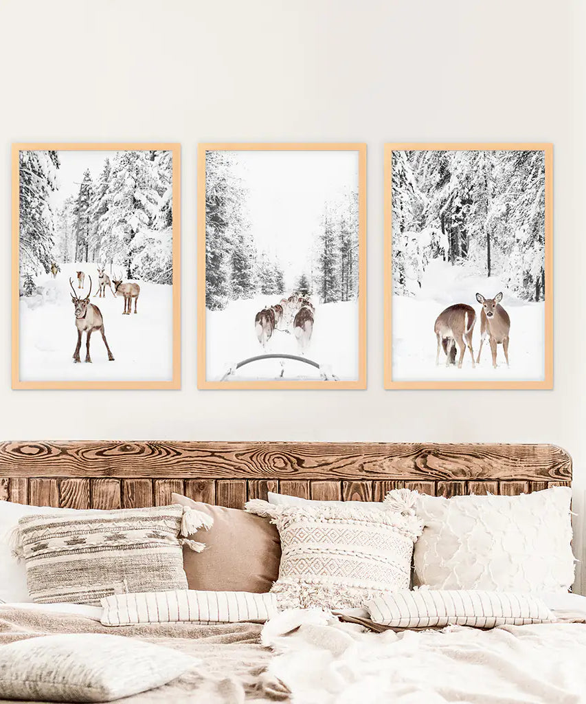 Winterlicher Wald Fotoset mit 3 Stück. Rehkitz, Hundeschlittenfahrt
