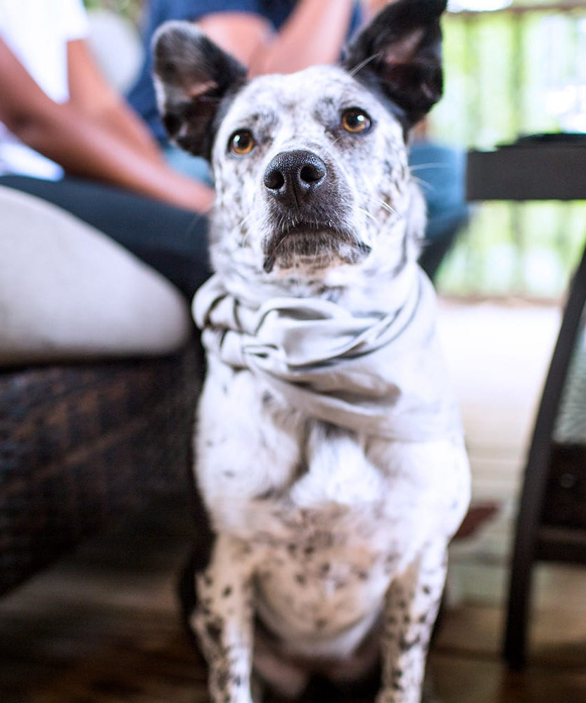 SYB Bandana