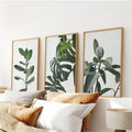 Botanical Set of 3  Prints. Tropical Monstera, Rubber Plant