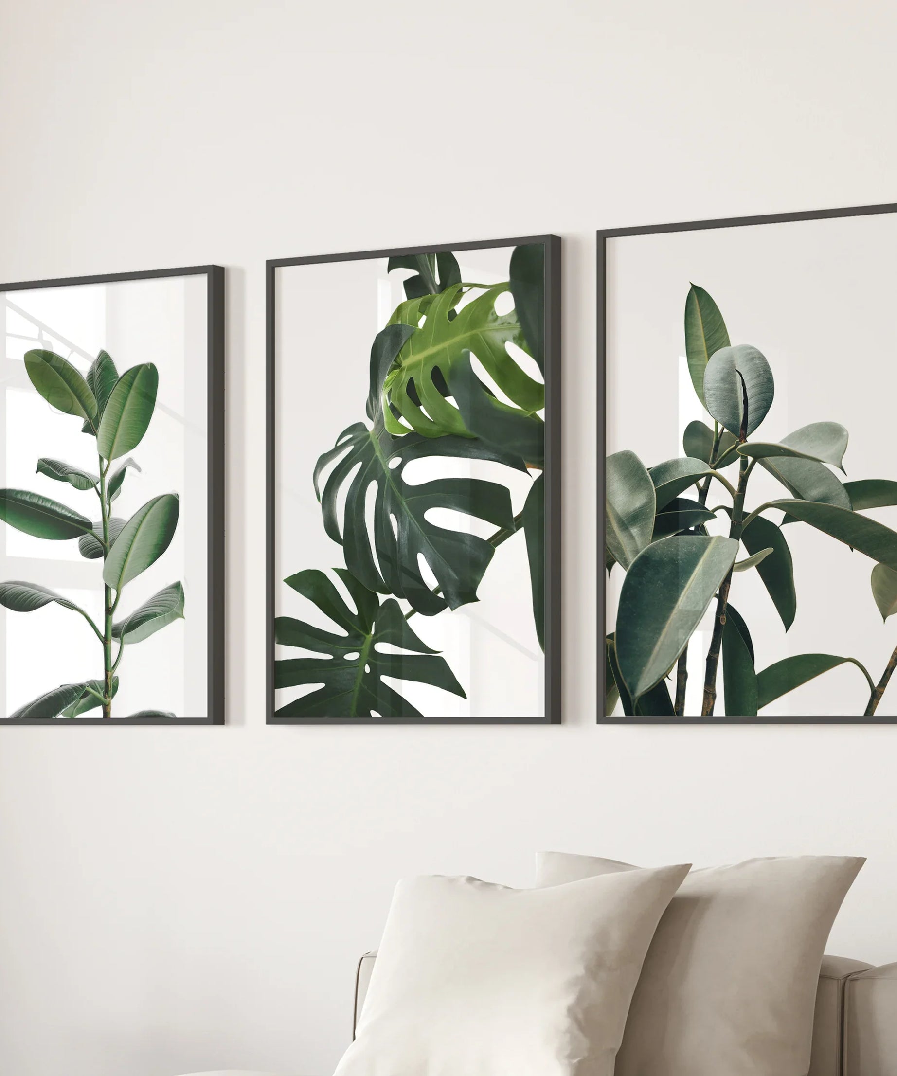 Botanical Set of 3  Prints. Tropical Monstera, Rubber Plant
