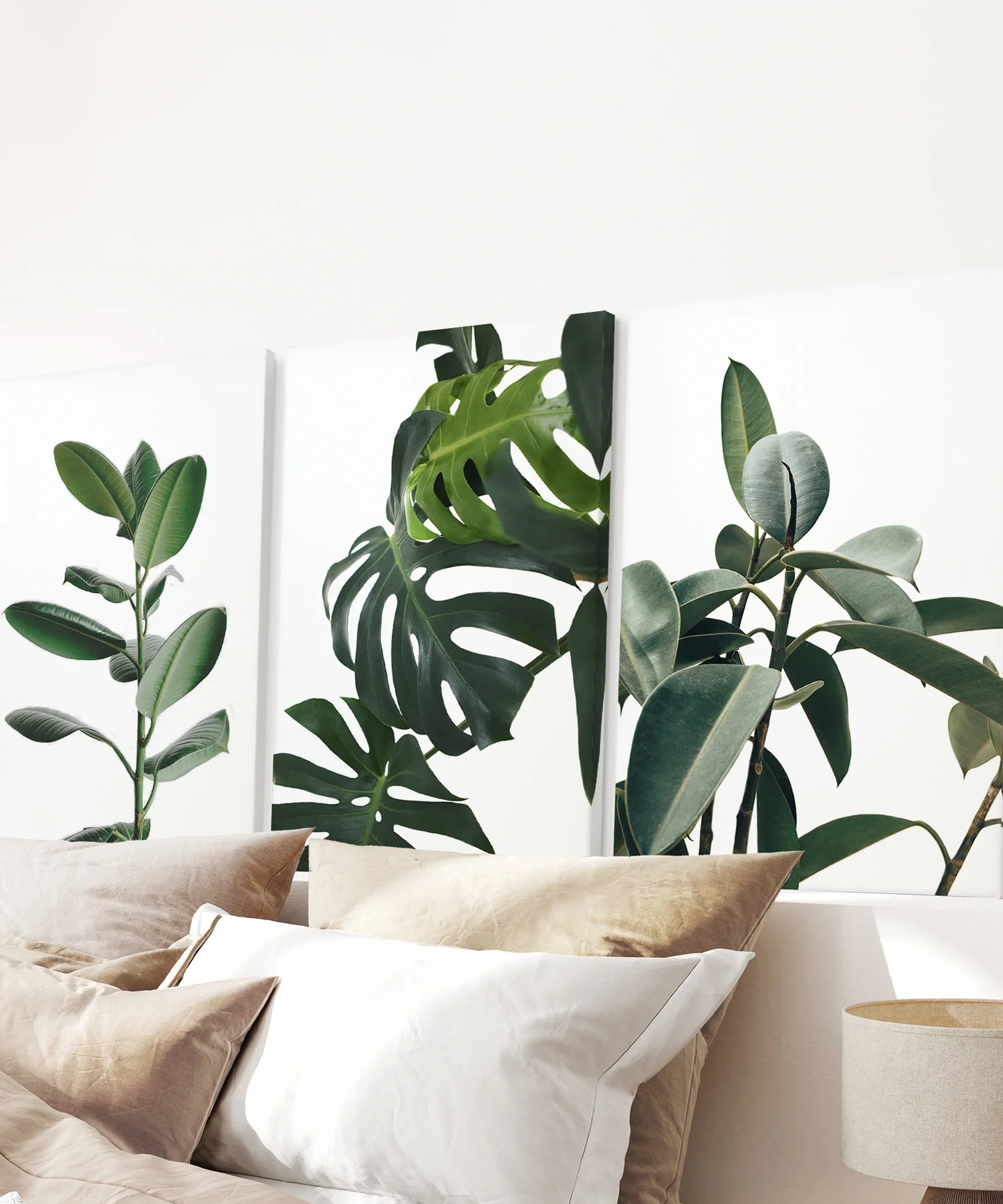 Botanical Set of 3  Prints. Tropical Monstera, Rubber Plant