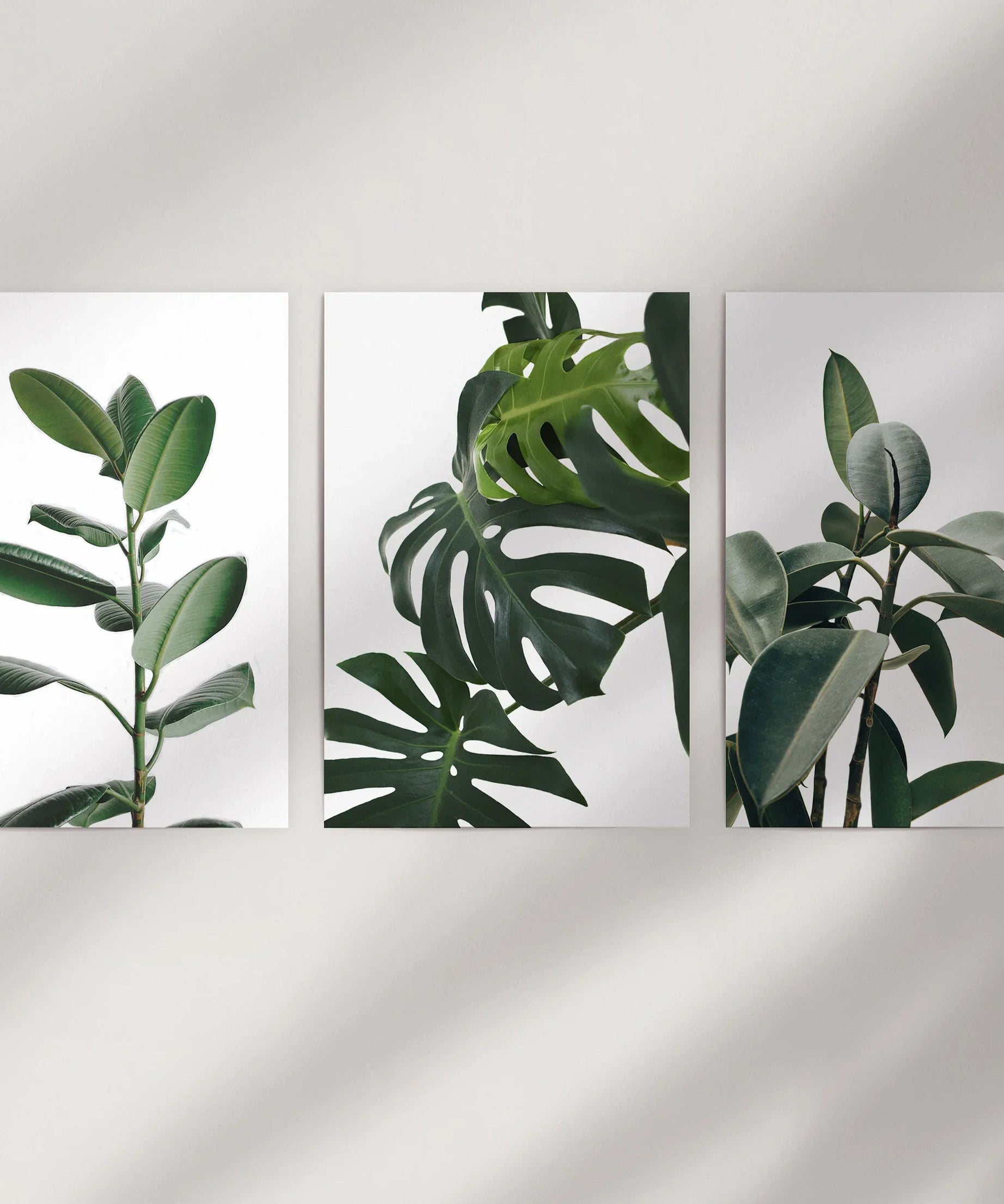 Botanical Set of 3  Prints. Tropical Monstera, Rubber Plant