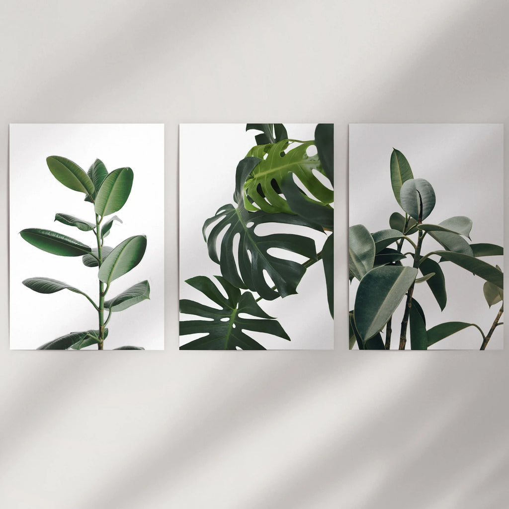 Botanical Set of 3  Prints. Tropical Monstera, Rubber Plant