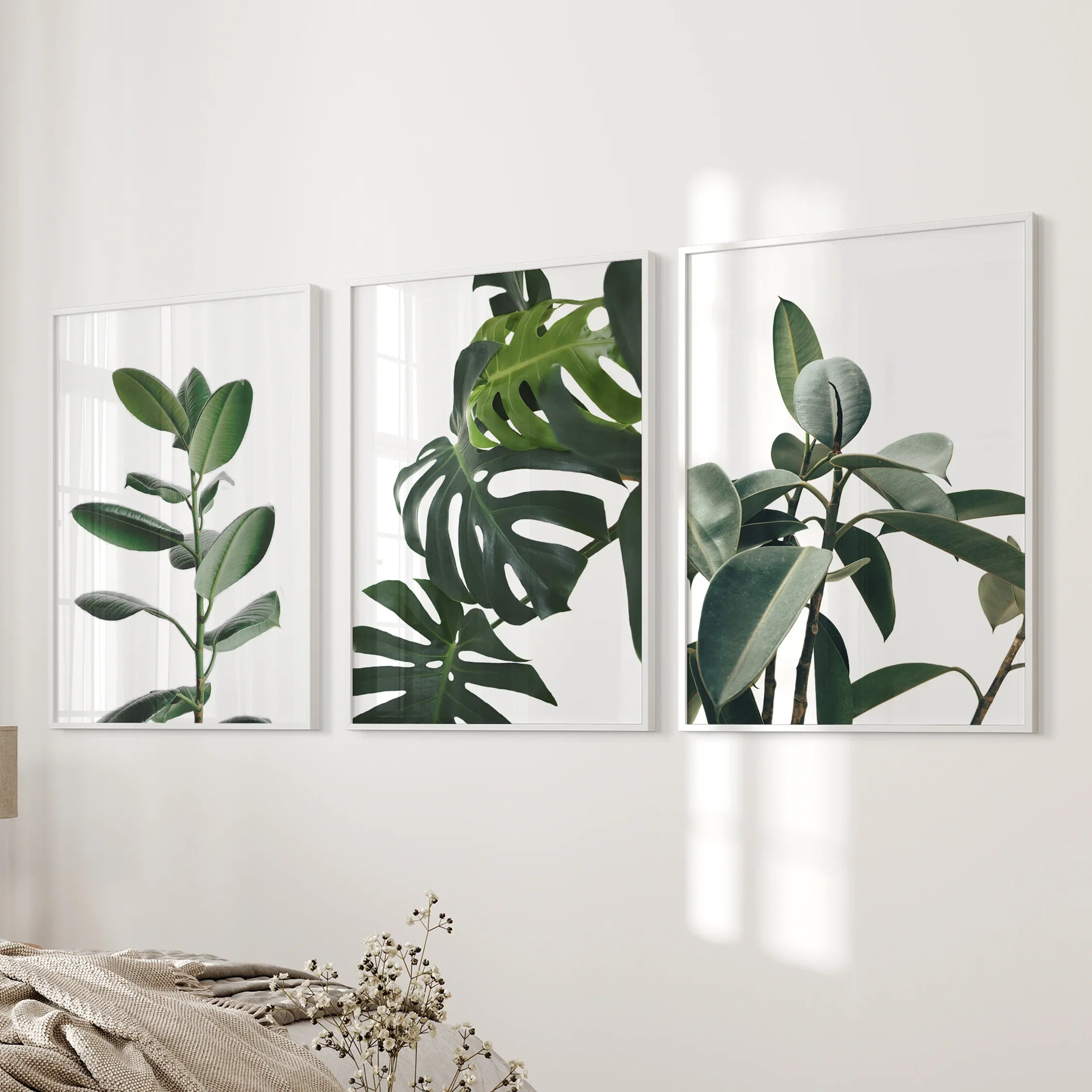Botanical Set of 3  Prints. Tropical Monstera, Rubber Plant