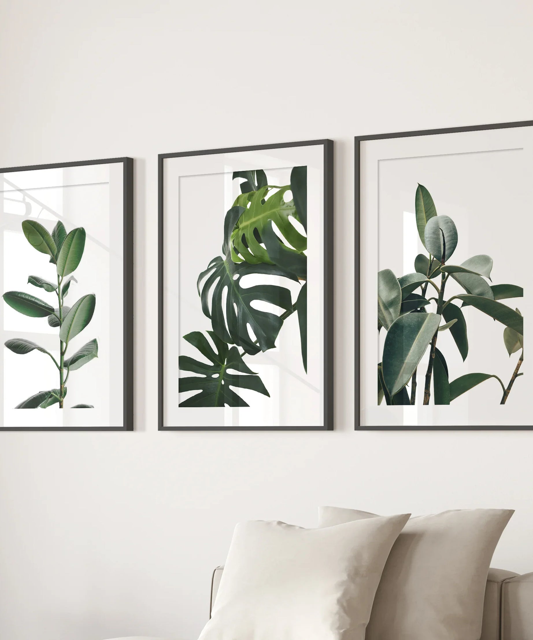 Botanical Set of 3  Prints. Tropical Monstera, Rubber Plant