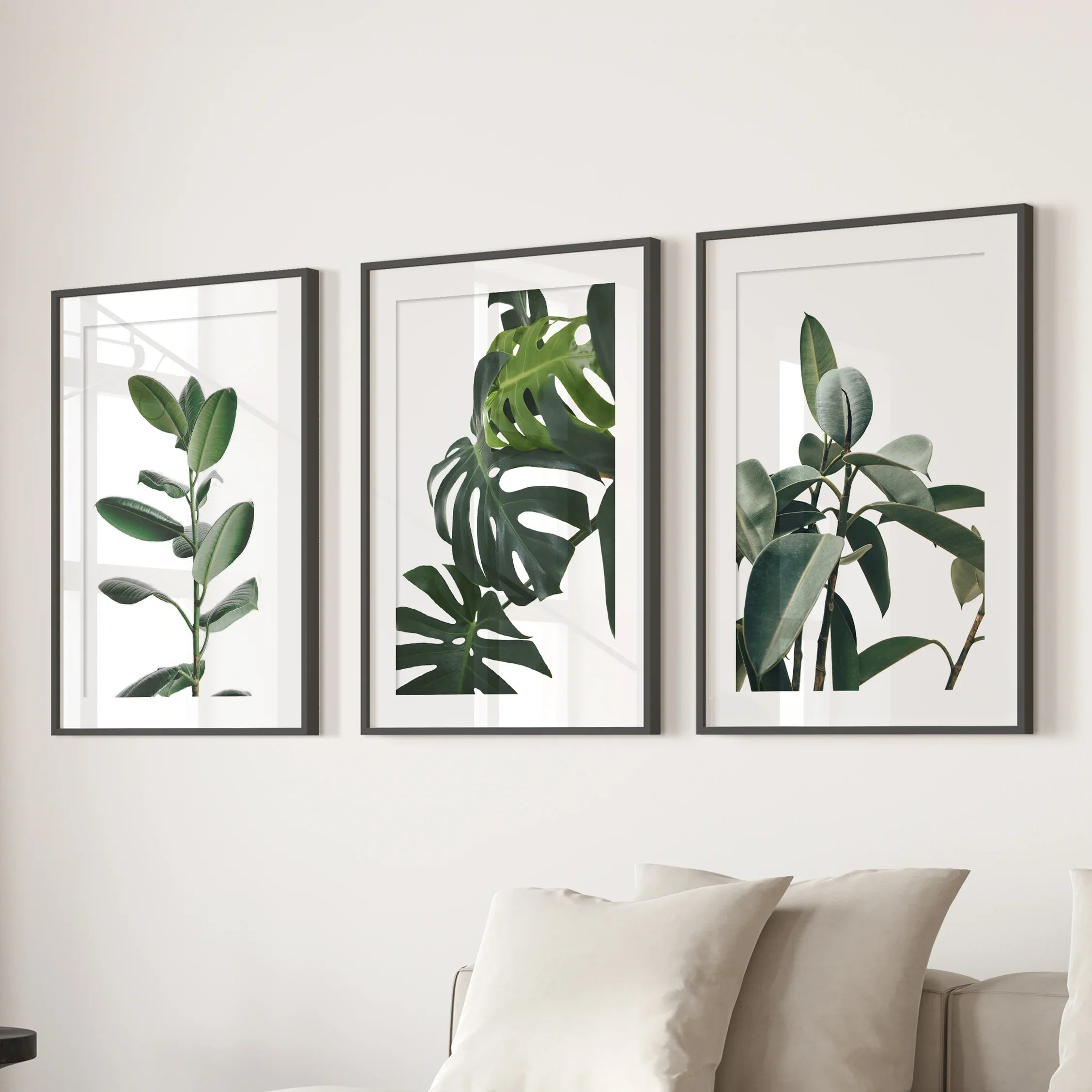 Botanical Set of 3  Prints. Tropical Monstera, Rubber Plant