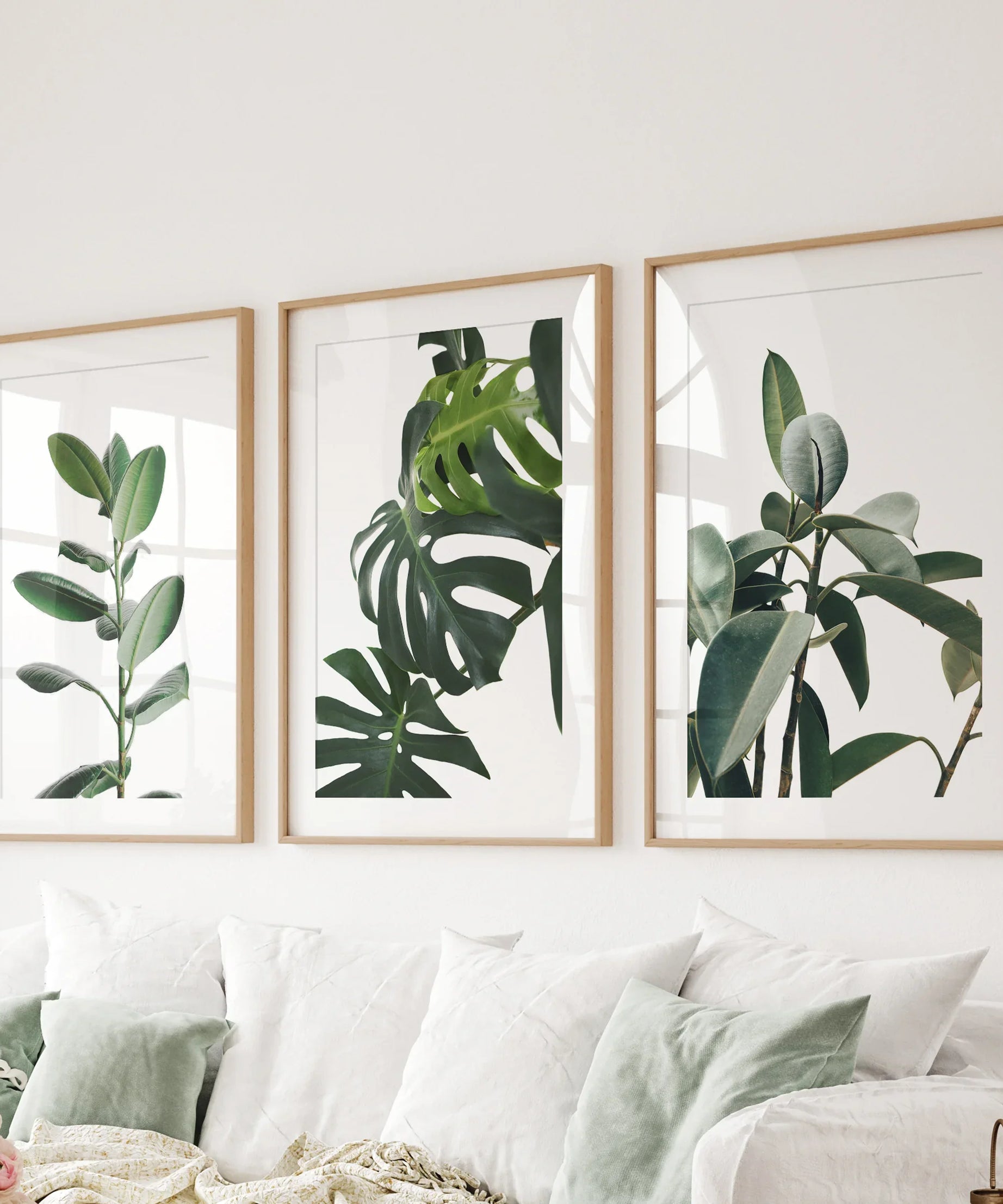 Botanical Set of 3  Prints. Tropical Monstera, Rubber Plant