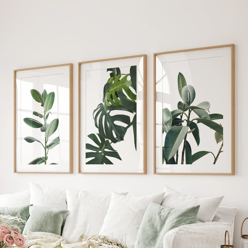 Botanical Set of 3  Prints. Tropical Monstera, Rubber Plant