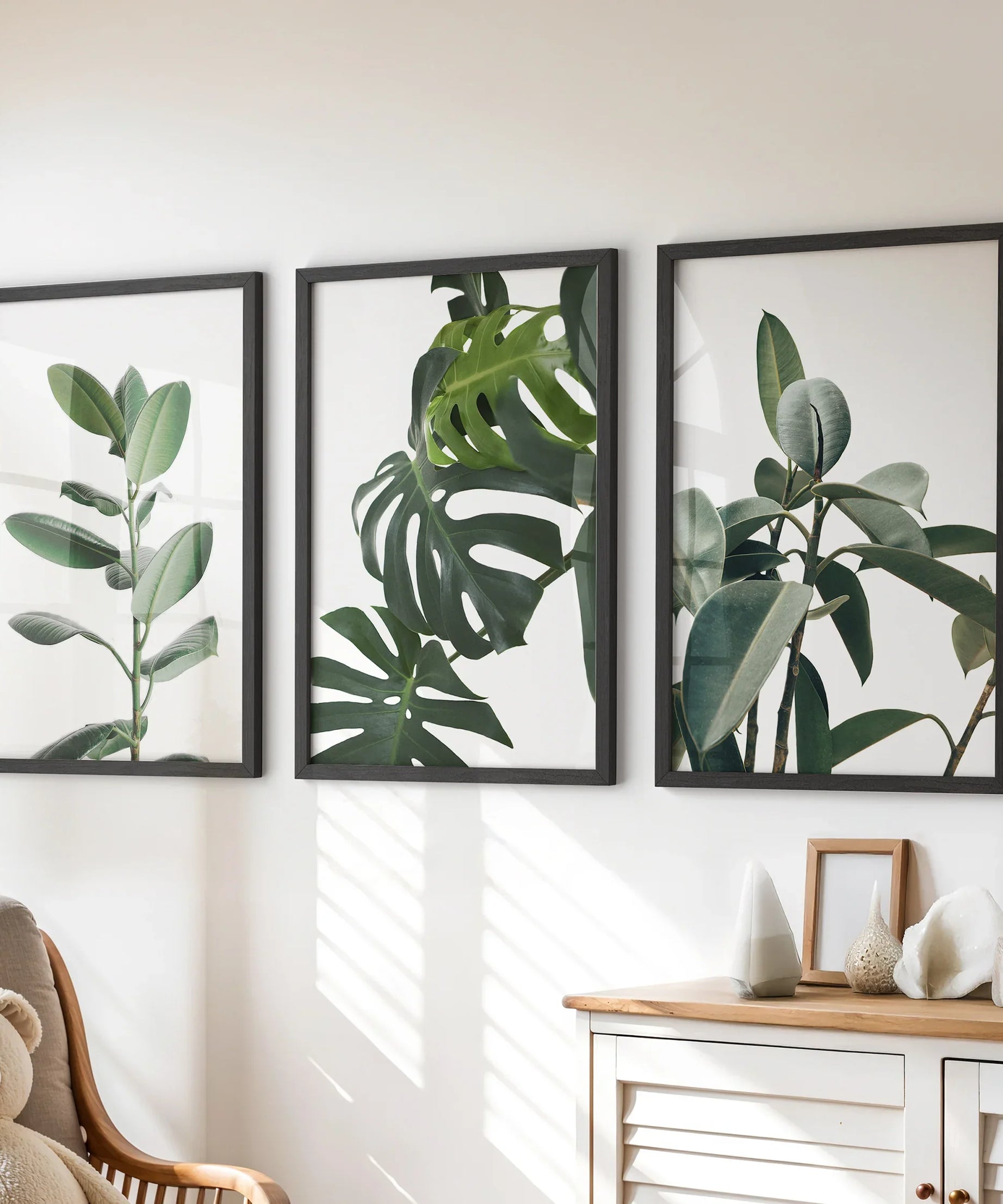 Botanical Set of 3  Prints. Tropical Monstera, Rubber Plant