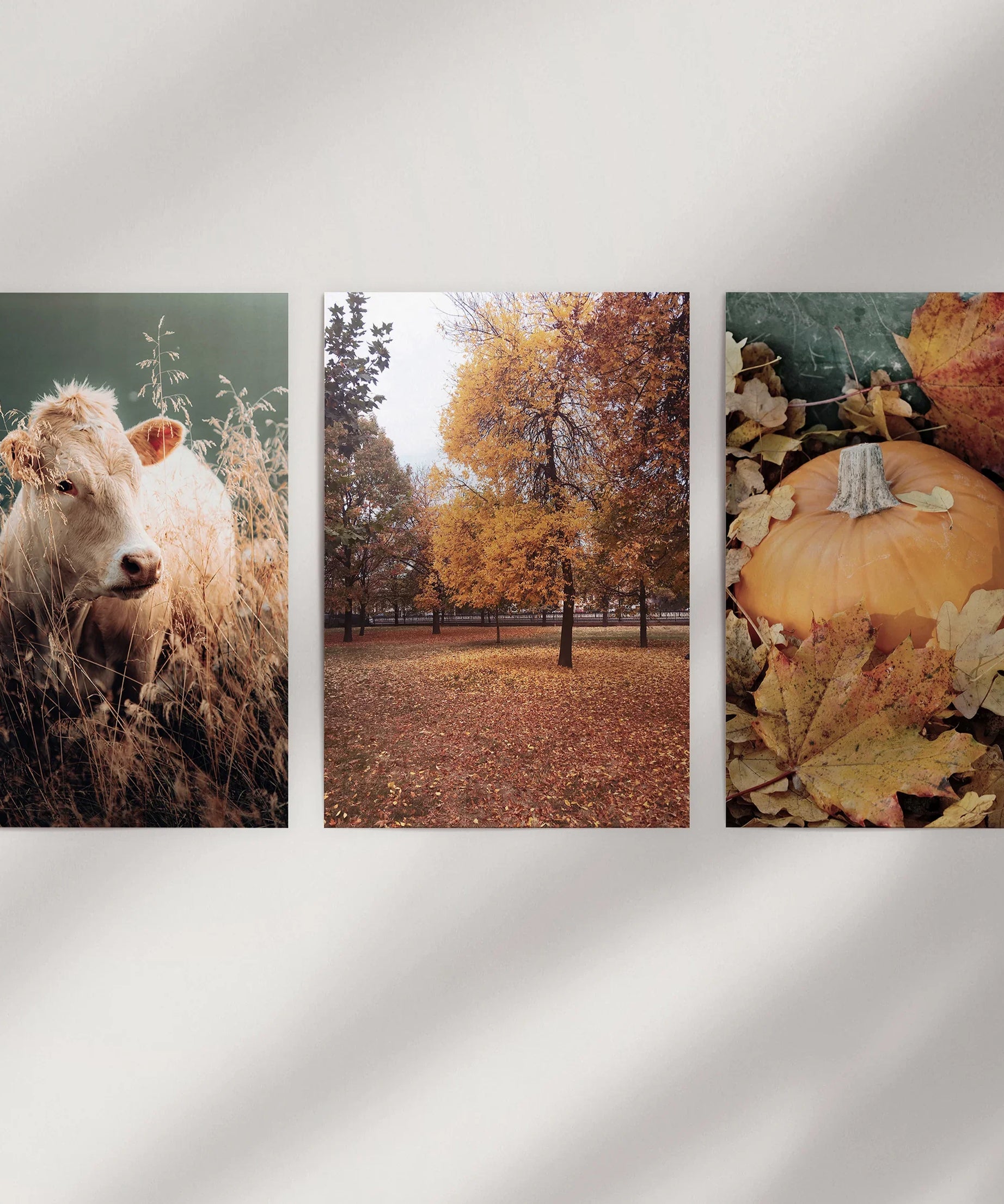 Autumn Farmhouse Prints. Cow, Fall Trees, Pumpkin Decor