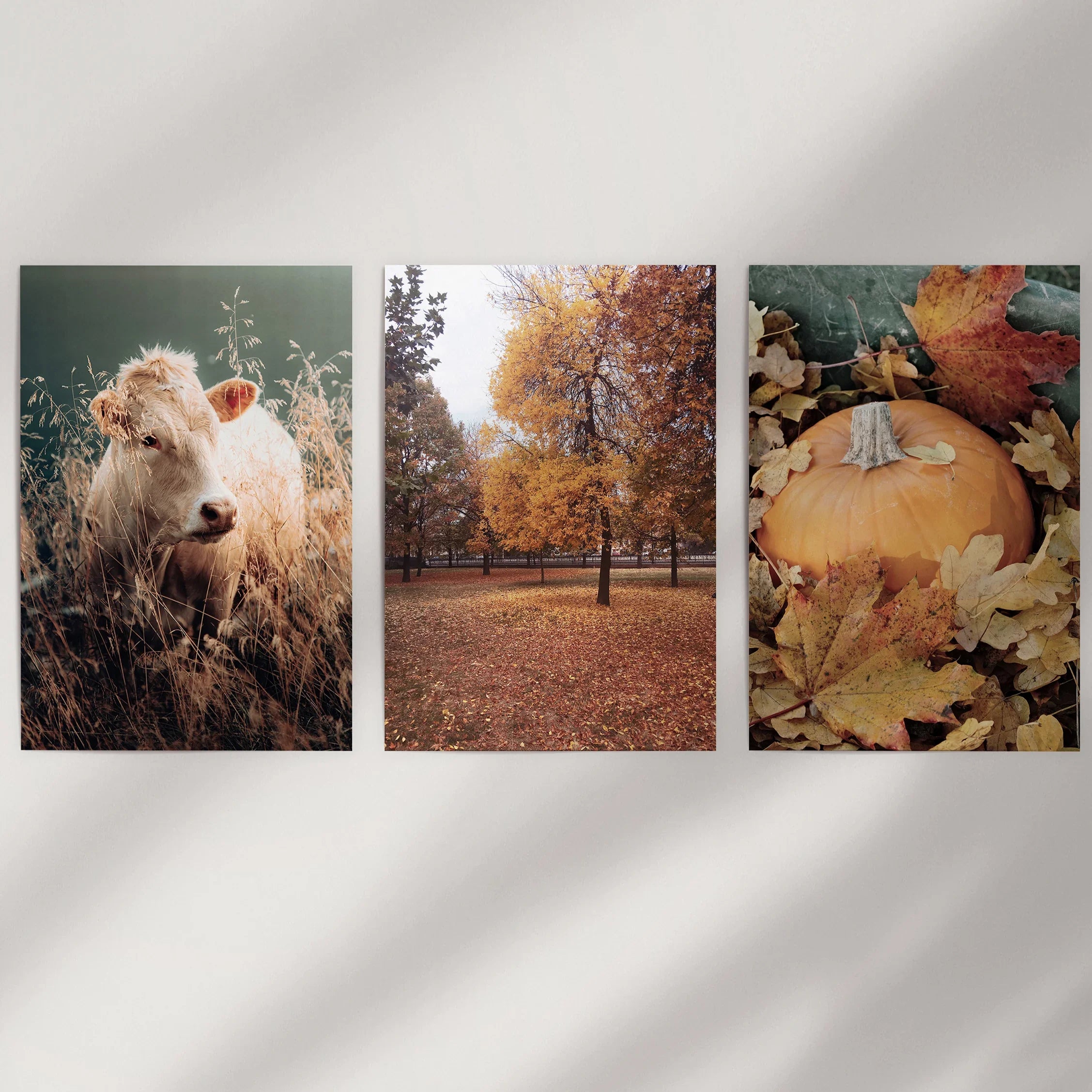 Autumn Farmhouse Prints. Cow, Fall Trees, Pumpkin Decor