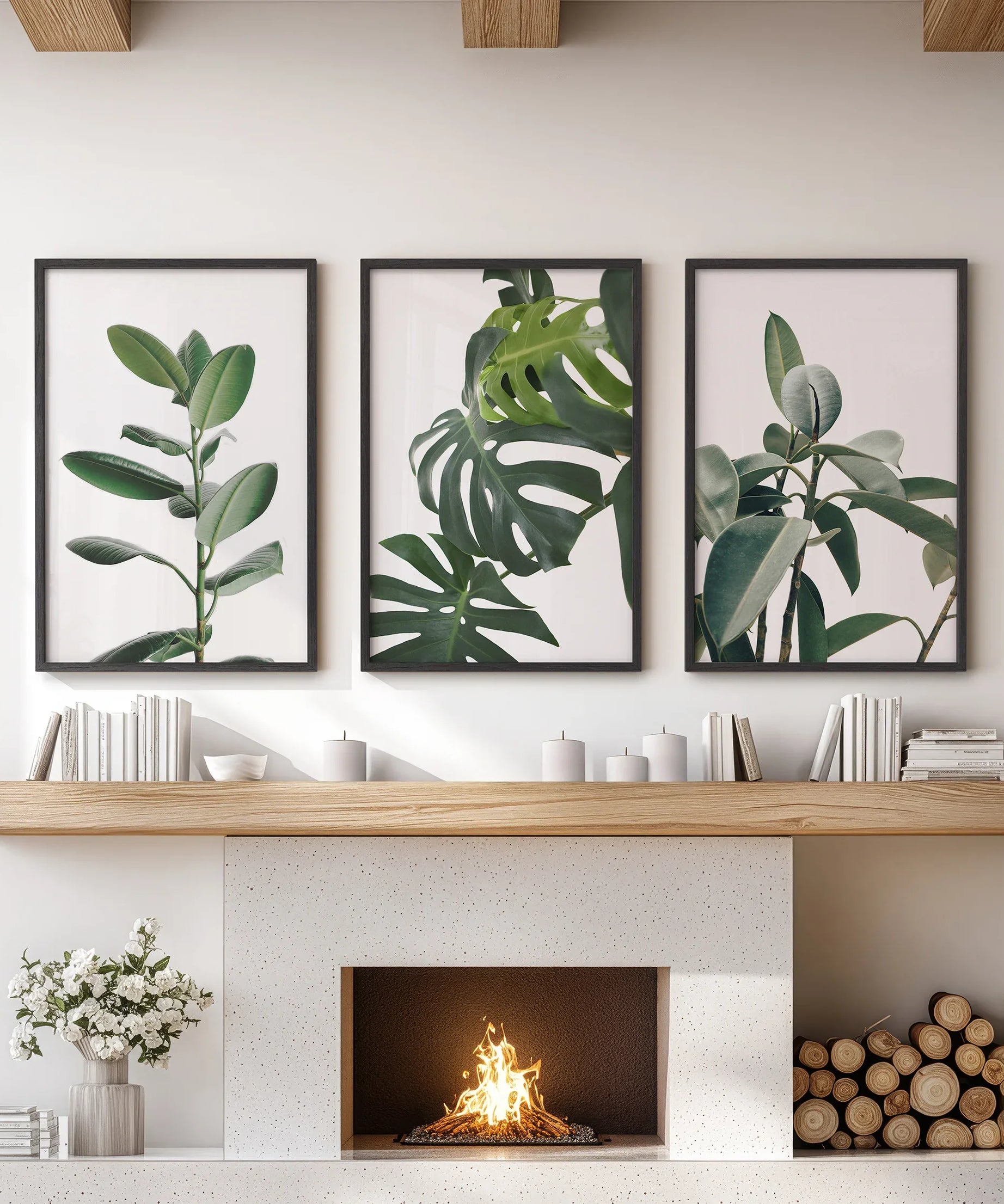 Botanical Set of 3  Prints. Tropical Monstera, Rubber Plant