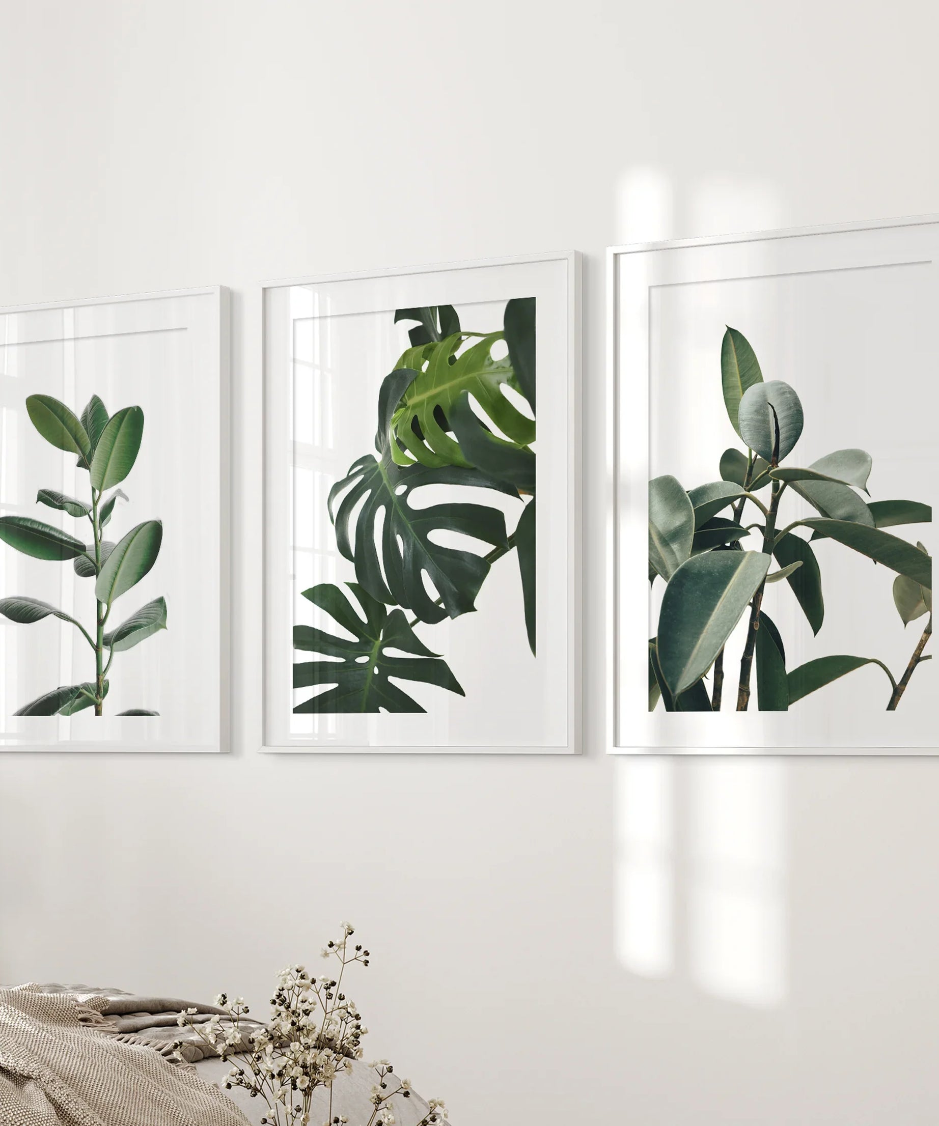 Botanical Set of 3  Prints. Tropical Monstera, Rubber Plant