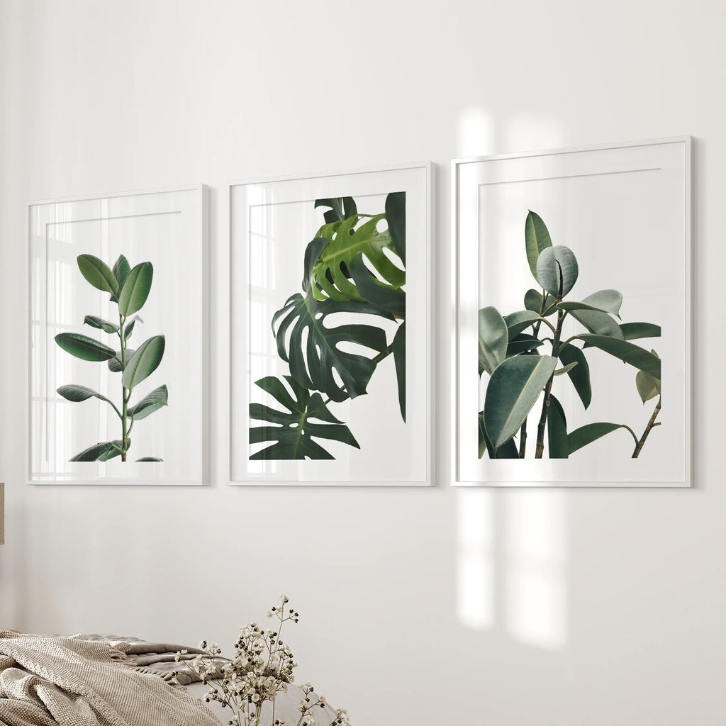 Botanical Set of 3  Prints. Tropical Monstera, Rubber Plant