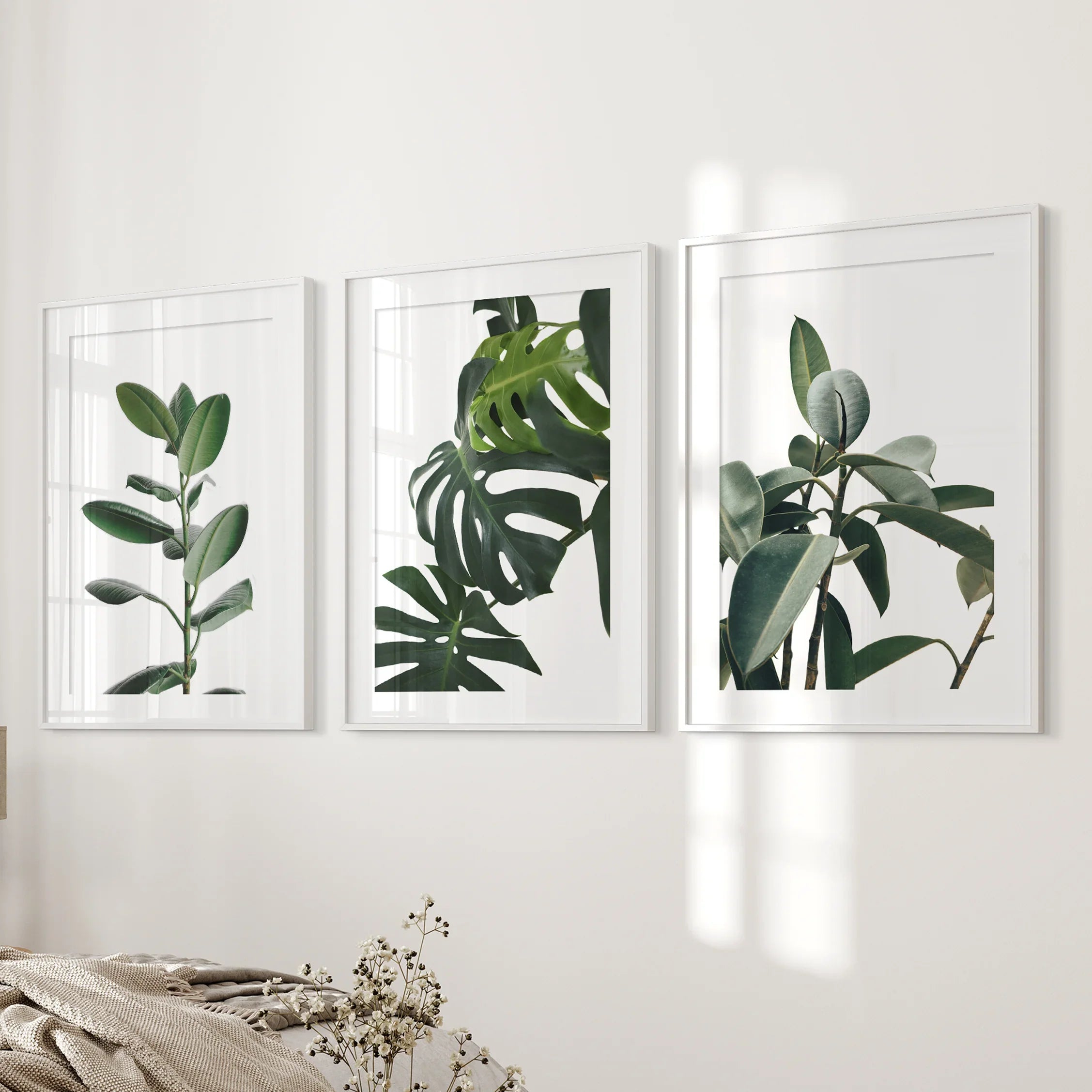 Botanical Set of 3  Prints. Tropical Monstera, Rubber Plant